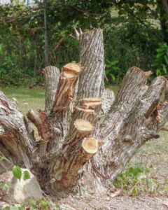 honeysuckle stump